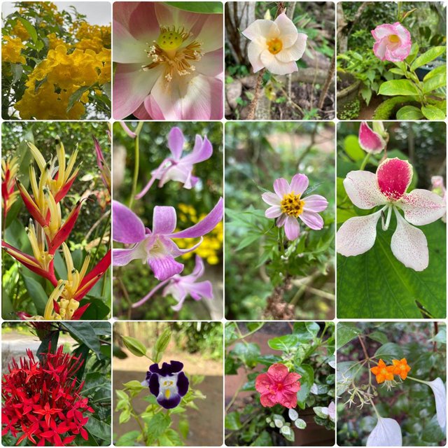 Flowers In Sri Lanka Sinhala Best Flower Site